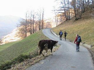Il bucin