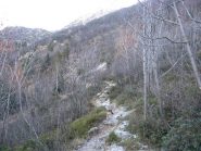 il tratto di sentiero in mezzo agli ontani