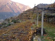 i vigneti di Ariale