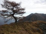 cresta verso l'arbella dai pressi dell'alpe nuovo