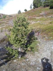 albero di Natale vivente sul sentiero...