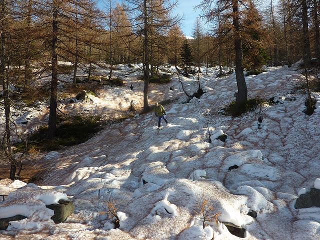 Un bosco impossibile e coperto da un tappeto di aghi