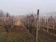  i vigneti in autunno