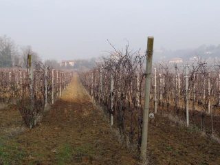  i vigneti in autunno
