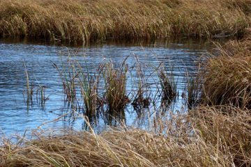 l'acquitrino di pian motte