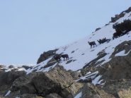 04 - loro non hanno bisogno dei ramponi