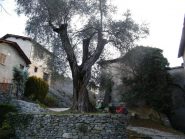 olivo secolare a saorge