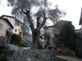 olivo secolare a saorge