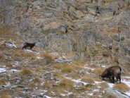 camosci in primo piano...