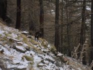 camoscio nel bosco iniziale..