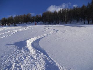 firma in uscita dal bosco