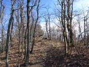 Ogni tanto il sentiero è piacevole