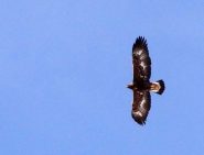 Aquila in volo sulla Arbella