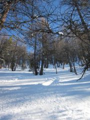 bellissimo bosco rado nella parte alta