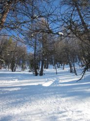 bellissimo bosco rado nella parte alta