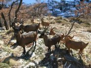 Le capre di mio cugino Angelo