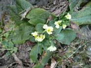 Primule a 1000 metri