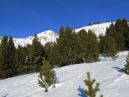 Attraversamento del bosco