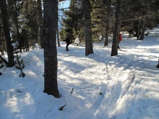 Nel bosco
