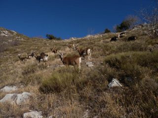 capre in gita sociale all'Arpette....