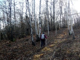 Bosco di betulle