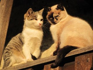 due gattini
