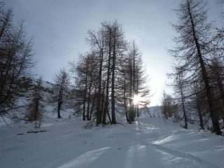sino all'ultimo larice poi dietrofront!