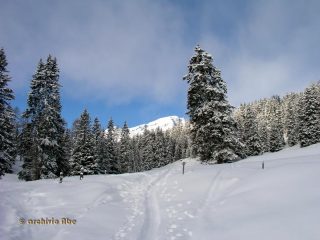 Il Piz Beverin spunta sopra il bossco.