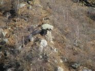 Zoom su Ciciu 'd Vesol