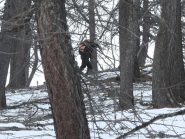 Lorenzo nel ravanamento tra i rami