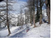 IL VENTO NON DA TREGUA NEL BOSCO...