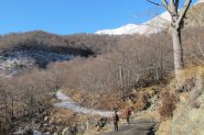 lungo la strada nel bosco