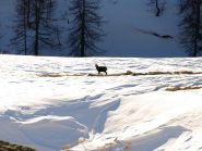Il camoscio che ho incontrato prima di Dondena