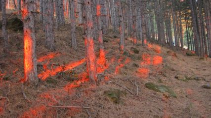Rosso nel bosco....