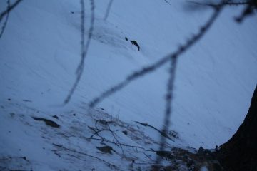 evitando un salto di roccia nel bosco...