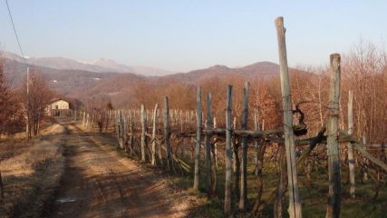 trai vigneti della costa Viapiana