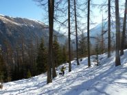Il bosco si apre