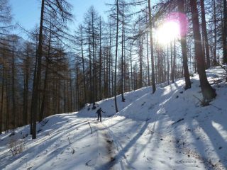 Nel lariceto