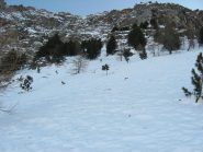 vista dal basso degli ultimi pini