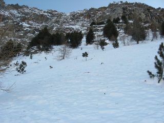 vista dal basso degli ultimi pini