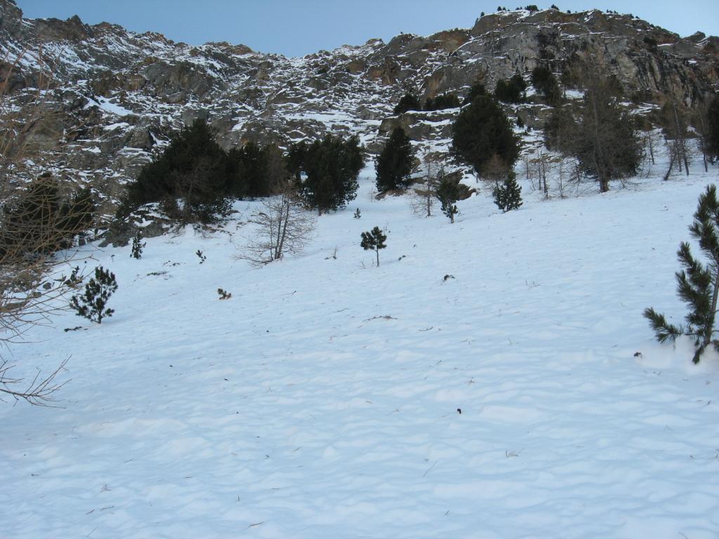 vista dal basso degli ultimi pini