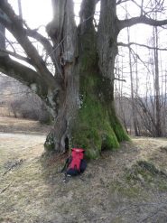  castagno secolare