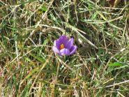 Crocus