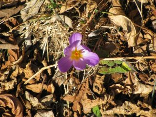 Crocus