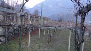 vigneti a Quincinetto
