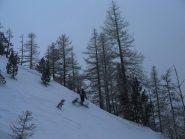Nel bosco