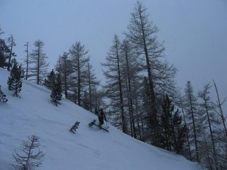 Nel bosco