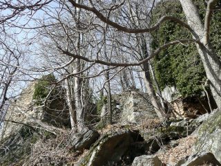 Plasaria