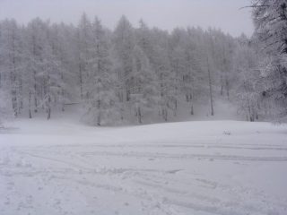 parte alta del bosco