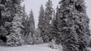 pineta innevata